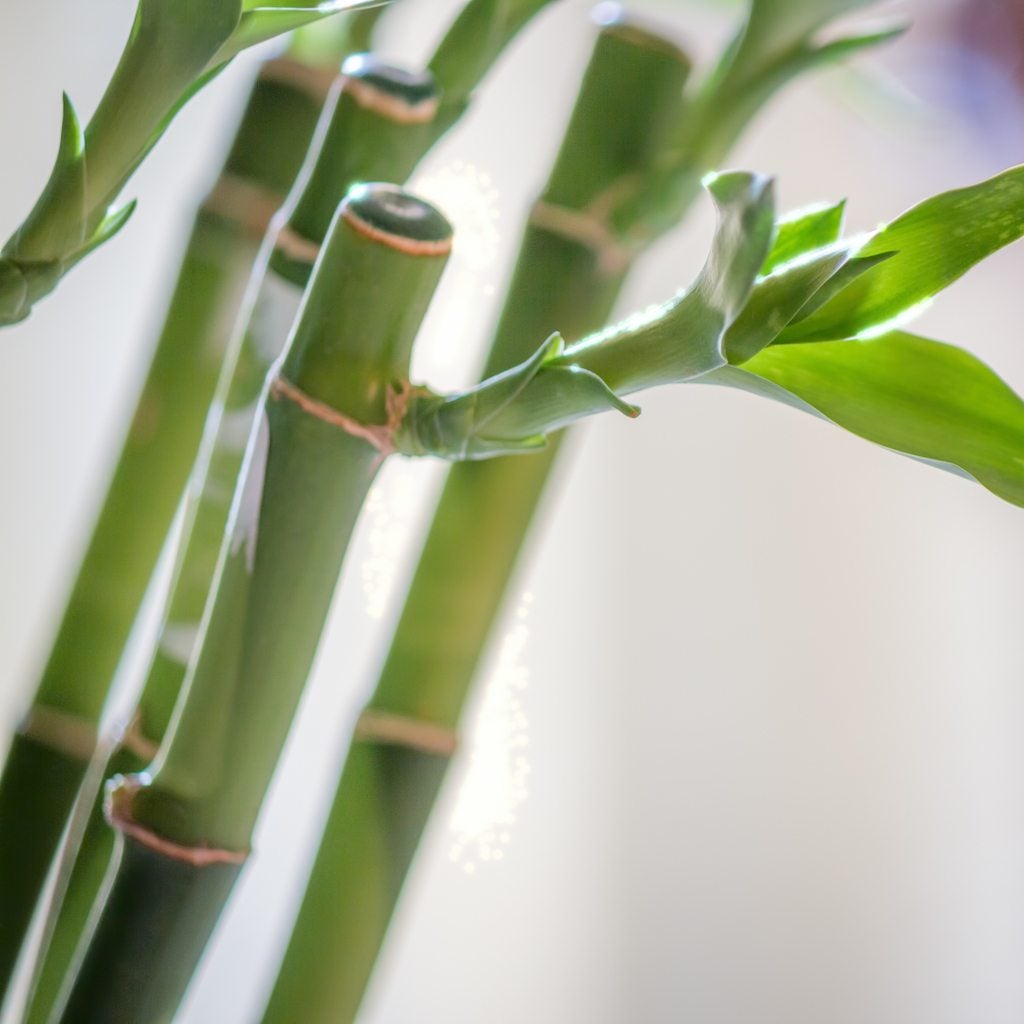 Cómo crear un nuevo crecimiento en planta de bambú interior