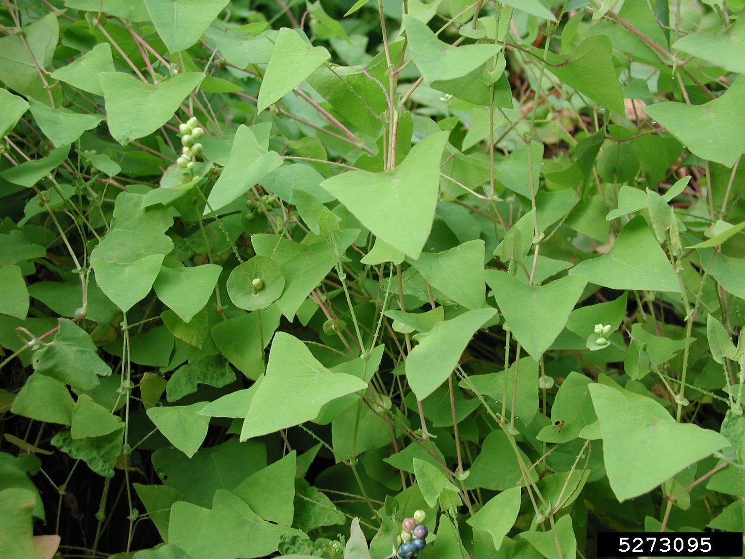 Image of Mile-a-minute weed invasive weed