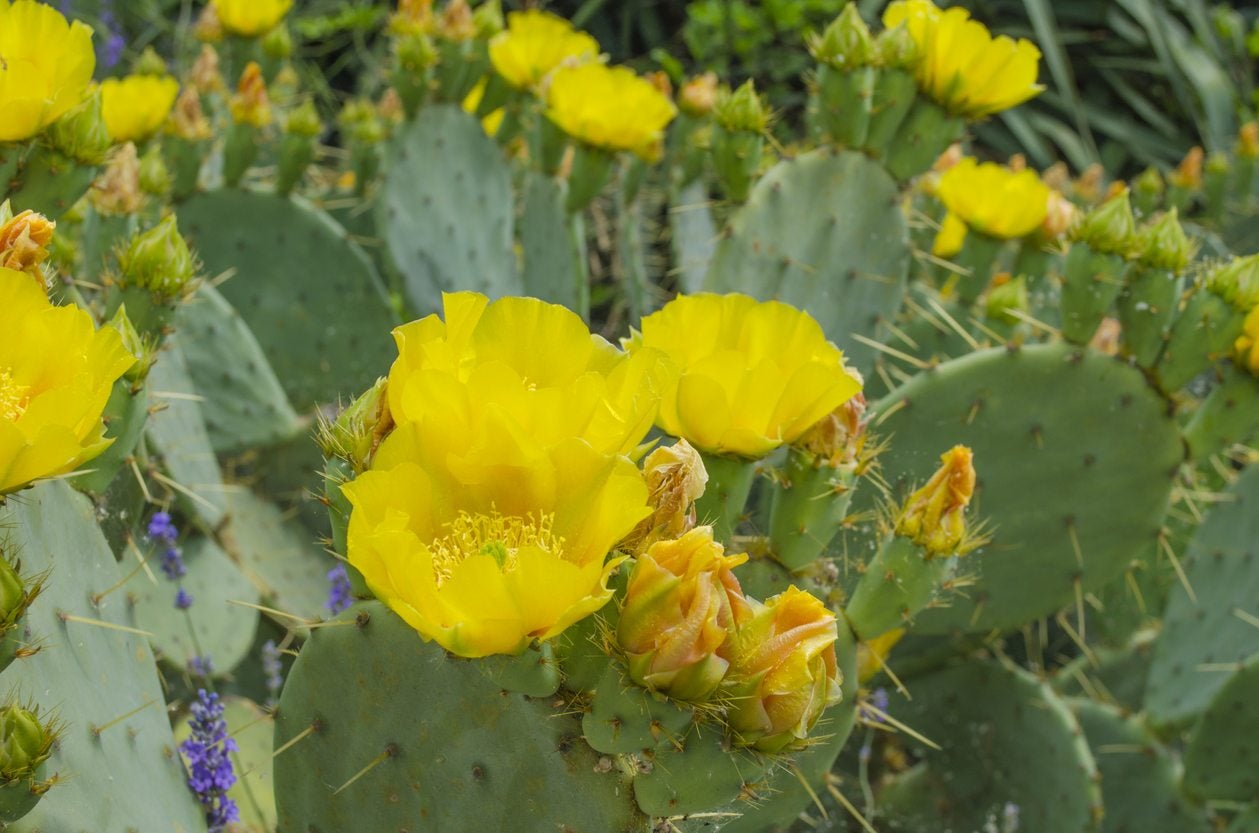 Growing Opuntia Cacti Learn About Types Of Opuntia In Gardens