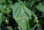 Brown Spots On Pepper Plant Leaf