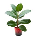 Potted Rubber Tree Plant