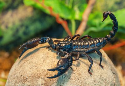 How To Get Rid Of Scorpions - Tips For Controlling Scorpions In The Garden