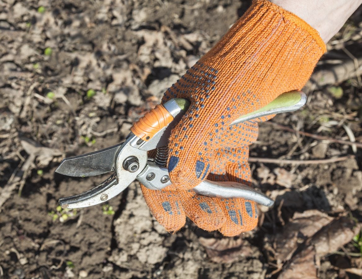 What Are Garden Shears Used For: Learn About Different Kinds Of Shears For  Pruning
