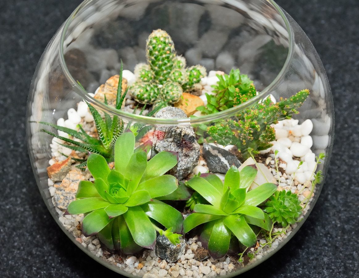 Succulent Terrarium Instructions Learn About Growing Succulent Plants In Terrariums