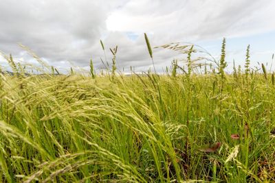 Field Of Teff Grass Cover Crop Plants