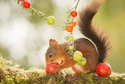 A Squirrel Eating A Small Red Tomato