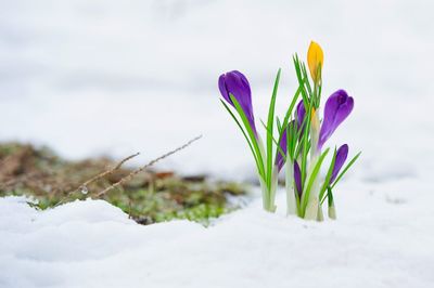 Purple And Yellow Flowers Sprouting Out Of The Snow