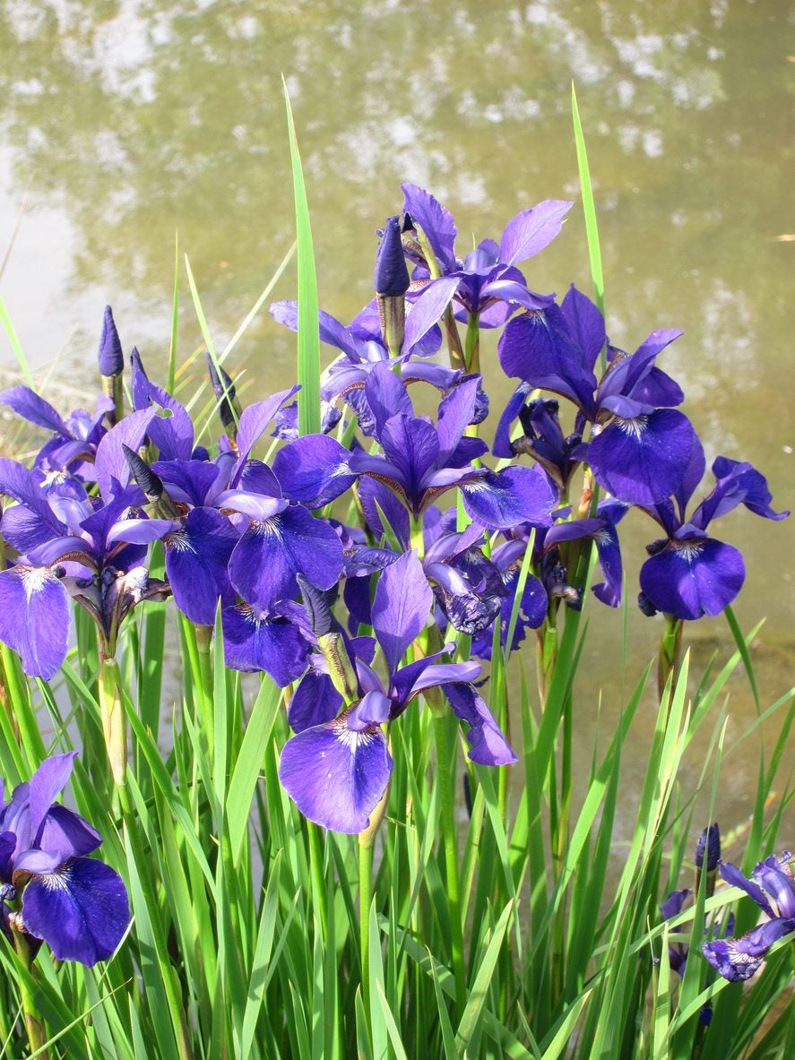 Planting A Water Iris What Are Water Iris Growing Conditions
