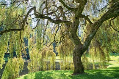 Large Willow Tree