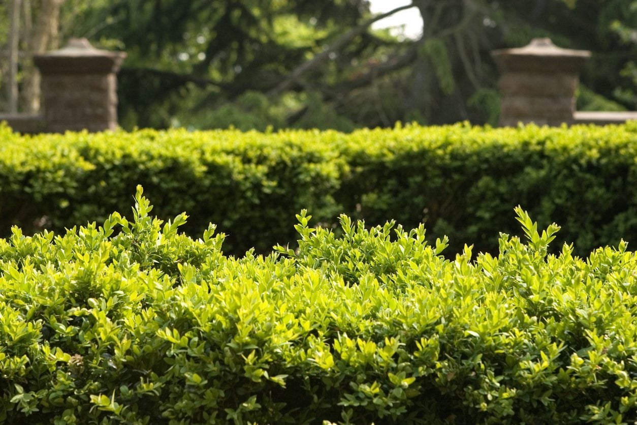 Tips On Choosing Landscape Hedges   Best Hedge Plants For Zone Gardens