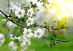 Blossoming White Flowered Tree