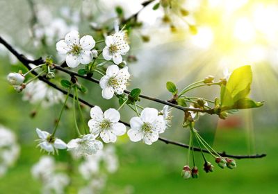 Blossoming White Flowered Tree