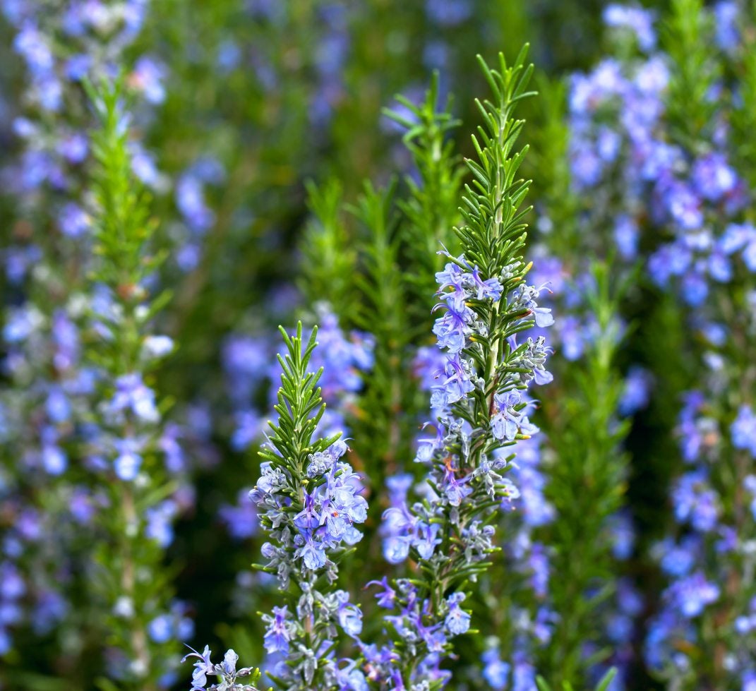 Zone 7 Rosemary Varieties Tips On Growing Rosemary In Zone 7 Climates,Bean Curd Soup