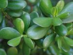 Close Up Of A Jade Plant