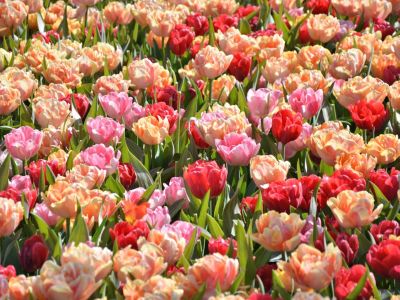 Many tulips in shades of pastel pink and red growing in a field