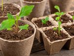 Seedlings in plantable containers