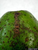 Scab Disease On Avocado