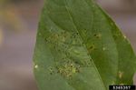 Rust Fungus Spots On Bean Plant Leaf