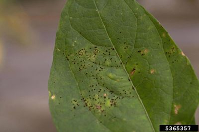 Rust Fungus Spots On Bean Plant Leaf