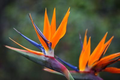 Bright Colorful Bird Of Paradise Plant