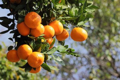 When To Harvest Tangerines - Learn About Harvesting Tangerines