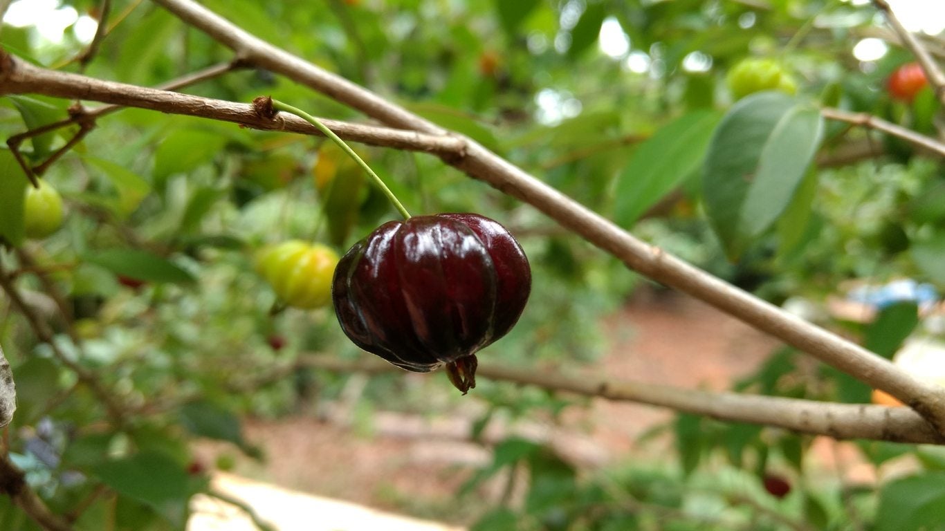 Brazilian cherry tree how long to fruit