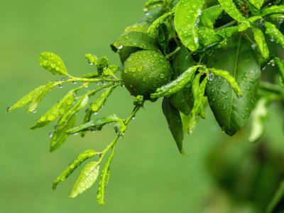 Water Droplets On A Lime Tree