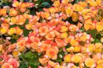 Orange-Pink Begonia Plants