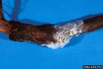 Southern Blight On Apple Tree Branch