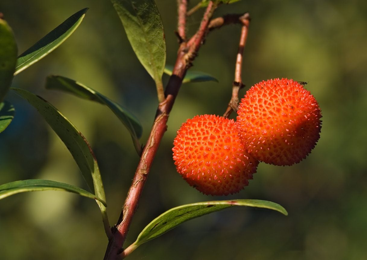 What Is A Strawberry Tree   Strawberry Tree Information And Care
