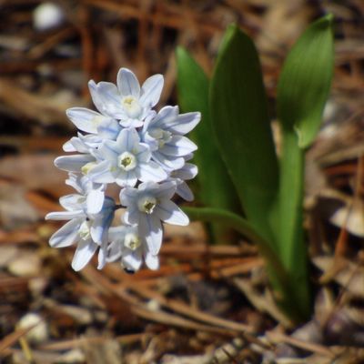 striped squill