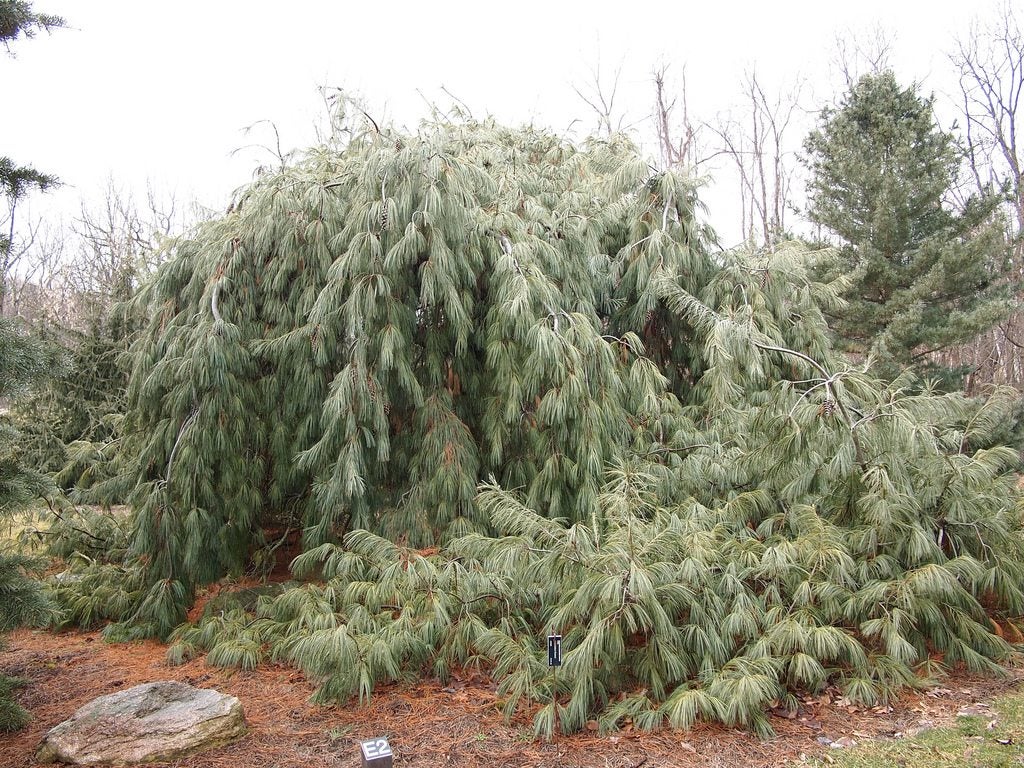 What Is A Weeping White Pine Pendula White Pine Care And Information,Bloody Mary