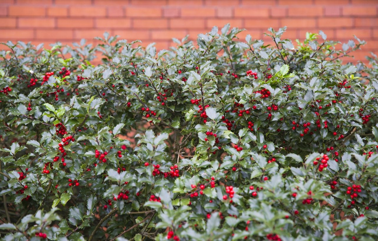 Cold Hardy Hedges   Tips On Growing A Hedge In Zone 20 Climates