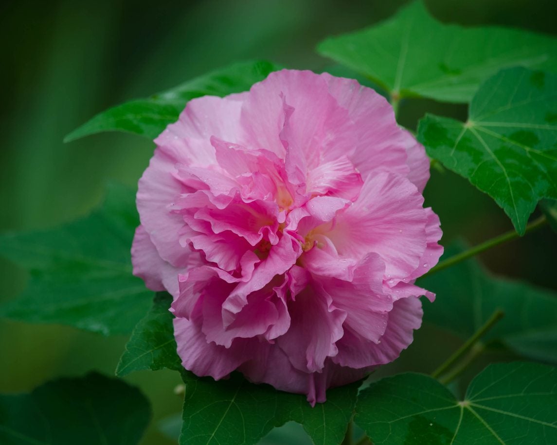 Zone 7 Hibiscus Plant Varieties - Learn About Hibiscus ...