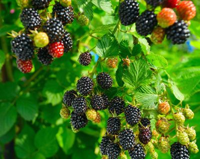 Blackberry Plant Full Of Berries