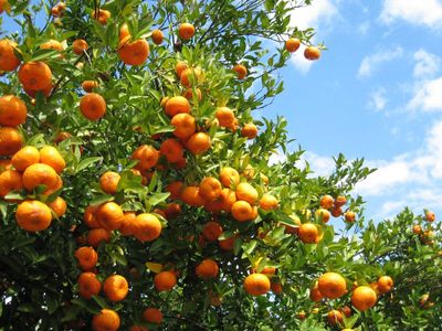 Citrus Tree Full Of Fruits