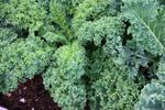 Kale Plants In The Garden