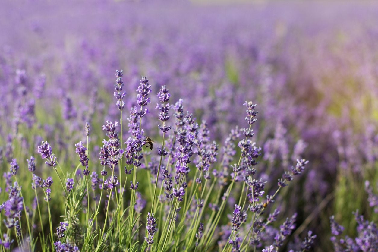 Can You Grow Lavender In Zone 20   Choosing Lavender Plants For Zone 20