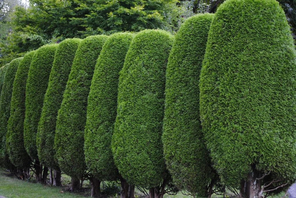 A row of arborvitae trees prune into ovals