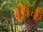 Large bunches of orange fruits on a pindo palm tree