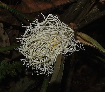 Asplundia Plant