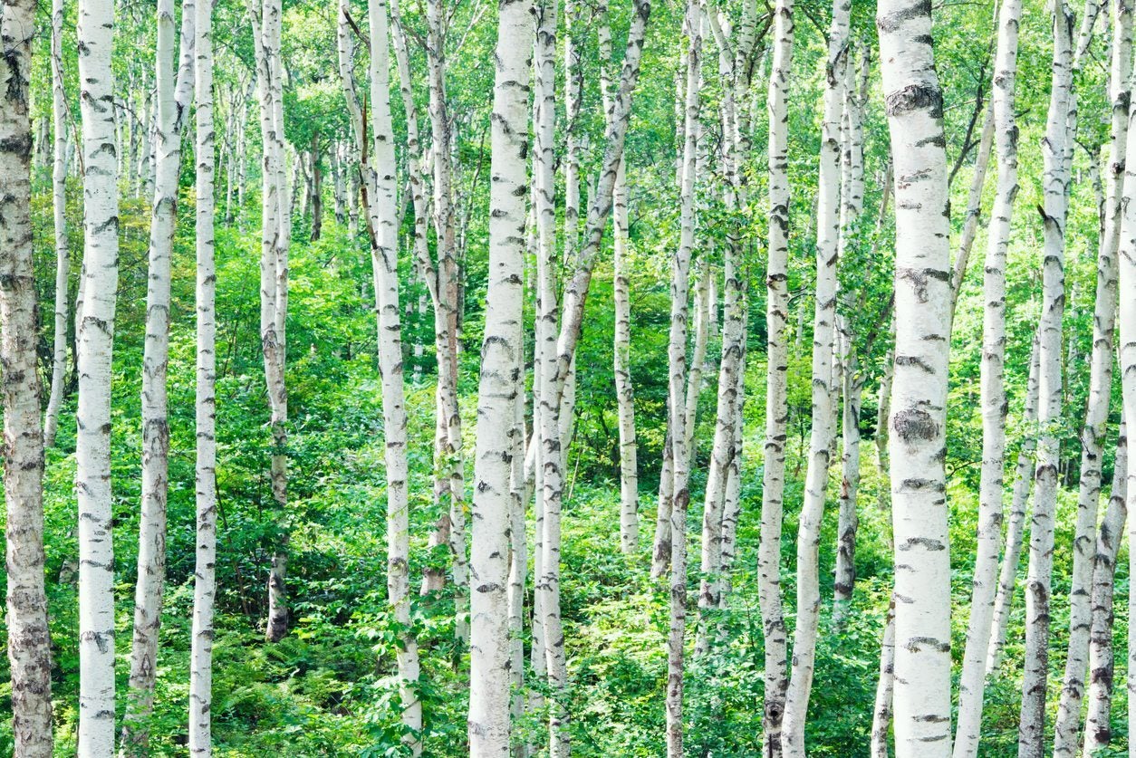 How Old Do Birch Trees Get Average Lifespan Of A Birch Tree,Smoking A Turkey