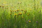 Dandelions And Other Plants In Tall Grass
