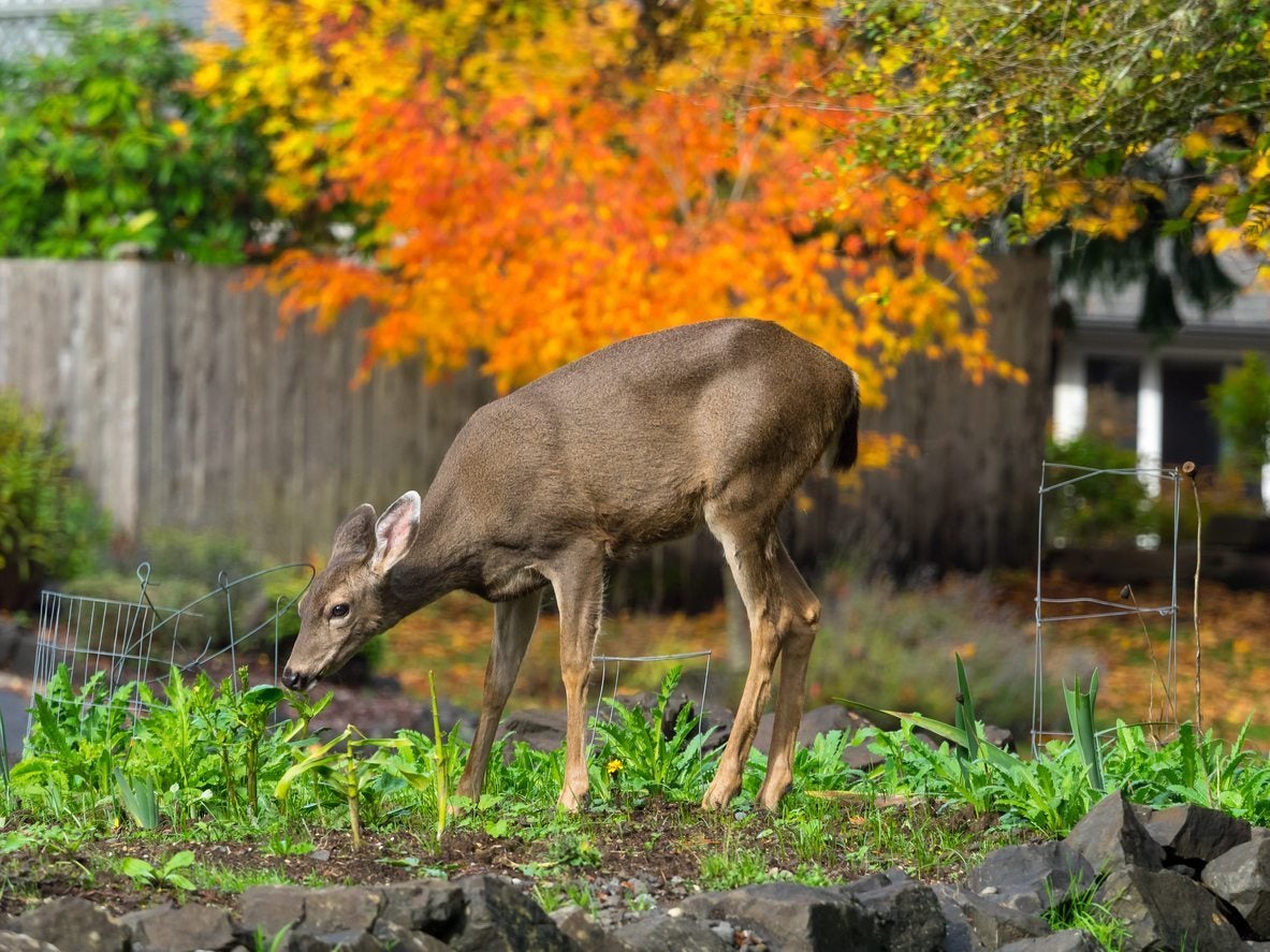 Deer Resistant Edibles Are There Fruits And Vegetables Deer Won