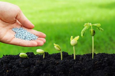Do Seedlings Need Fertilizer - Learn About Fertilizing Young Plants