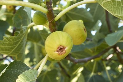 Borers On Figs