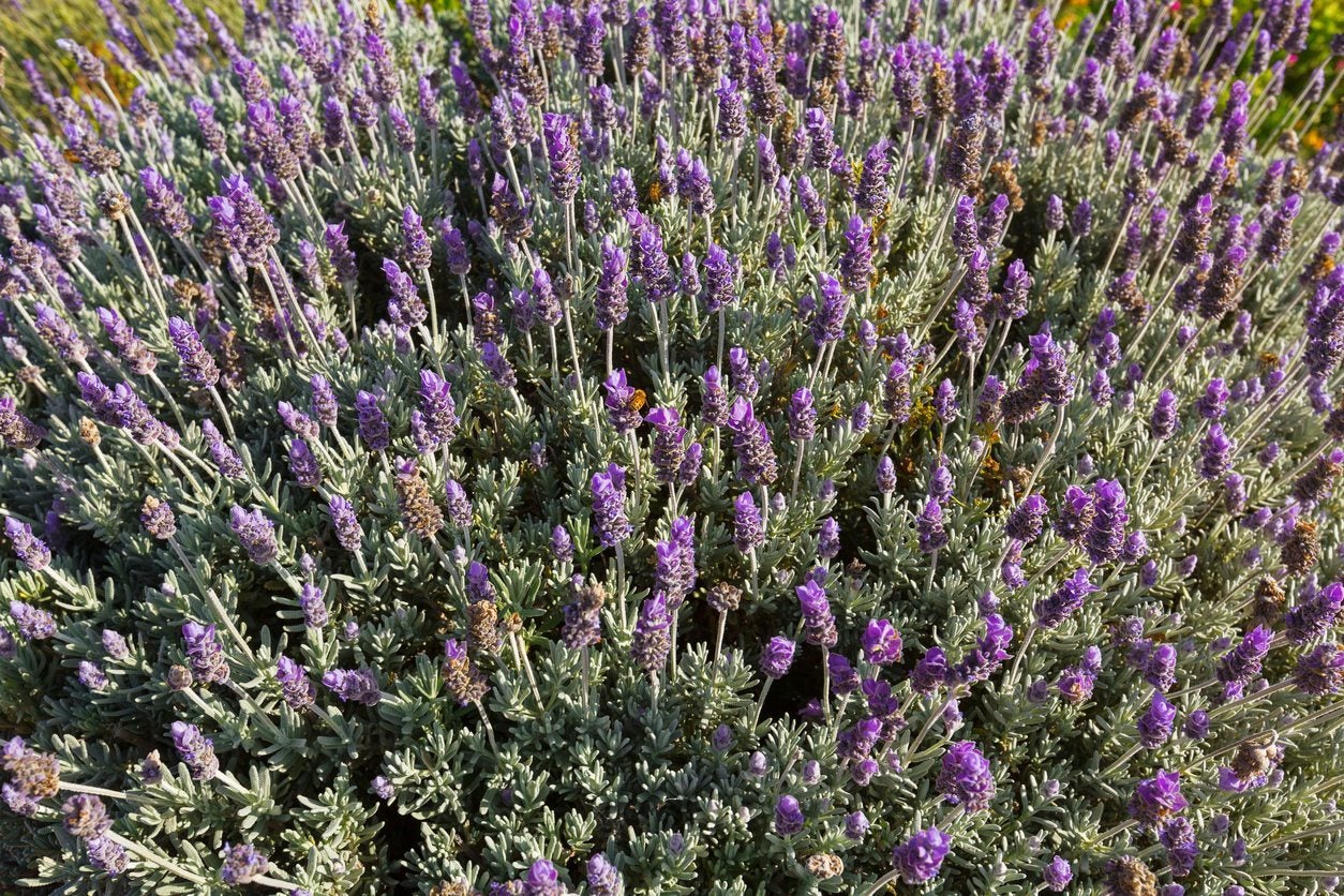 French Vs English Lavender How Are French And English Lavender Different