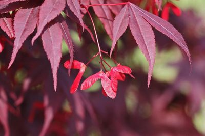 How to Grow a Japanese Maple Seed Indoors 