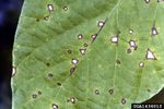 Cercospora Leaf Spots On A Bean Plant Leaf