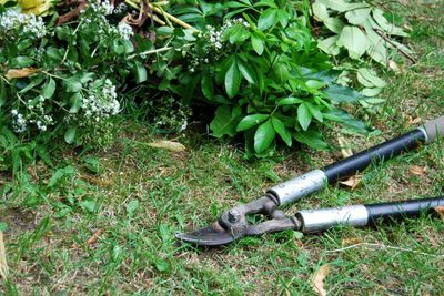 Garden Loppers Next To Plants